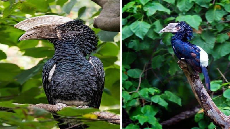 The Enchanting Beauty of the Silvery-cheeked Hornbill: A Jewel of the Rainforest Facing Challenges