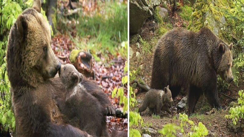 Unconditional Love: A Touching Bond Between a Mother Bear and Her Cub