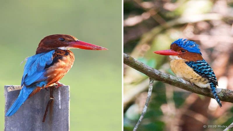 The Enigmatic White-Throated Kingfisher: A Colorful Icon of Asian Avian Diversity