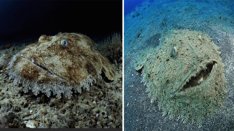 Unveiling the Enigmatic Carpet Shark: Exploring the Hidden Wonders of the Seafloor