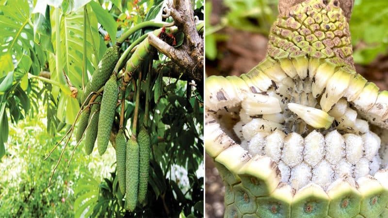 The Devil Fruit – Poisonous when green, delicious like cheese when ripe