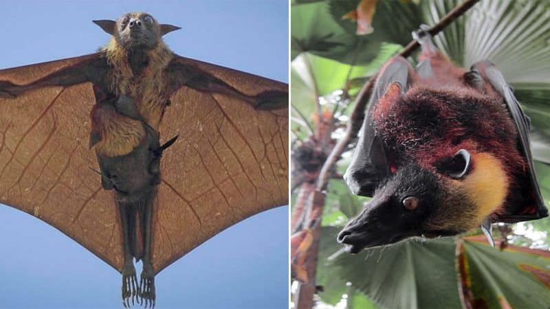 Acerodon jubatus: Exploring the Magnificent Giant Golden-Crowned Flying Fox of the Philippines