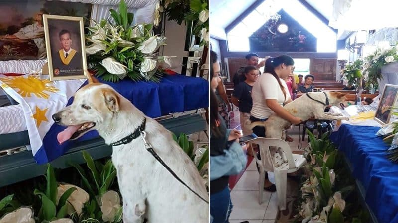 Deeply Grieving: Dog’s Tearful Breakup with Beloved Owner Reflects Heartbreaking Loss