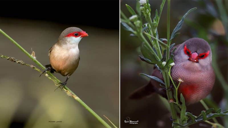 “A Captivating Common Waxbill: The Bird with a Vibrant Red Mask and Distinctive Plumage”