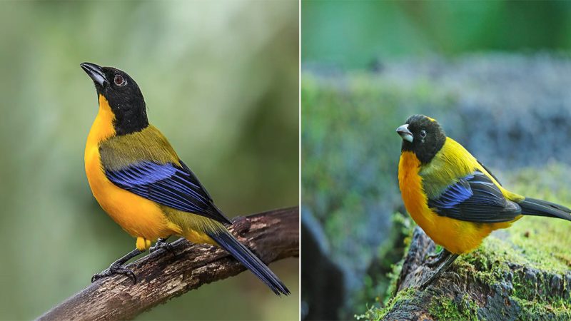 A Hypnotic Combination of Golden-Yellow, Black, and Blue: Meet the Black-chinned Mountain Tanager