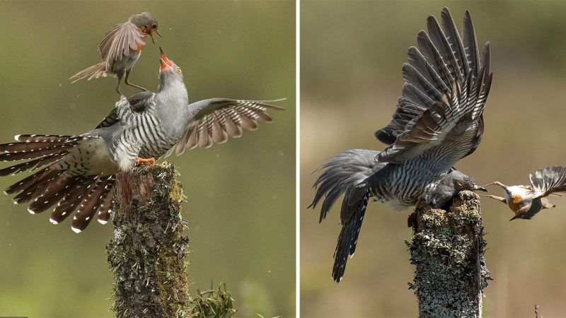 Intense Battle Unfolds: Robin and Cuckoo Clash Over Nest Ownership in Kirkcudbright, Scotland