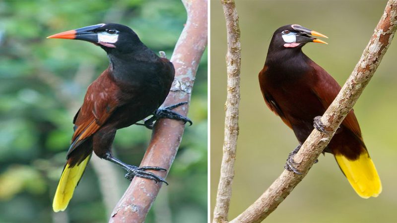 Montezuma Oropendola: The Regal Beauty of the Tropical Canopy