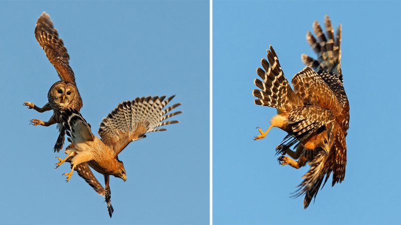 Fierce Mid-Air Clash: Owl and Hawk Lock Talons in Epic Battle for Territory