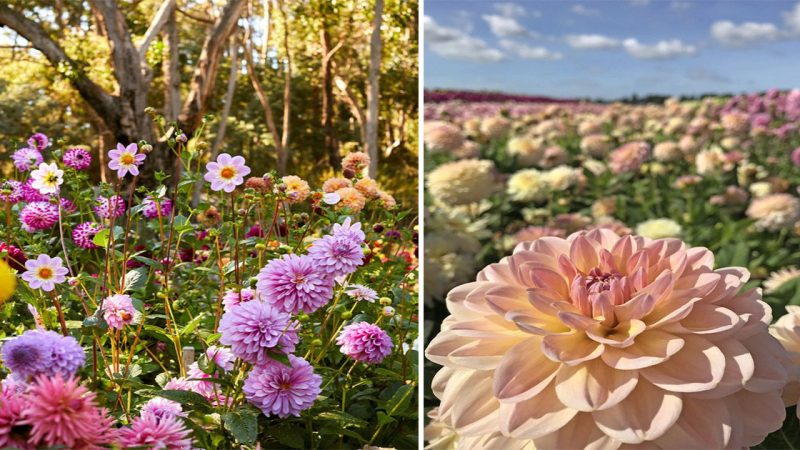 Breathtaking Beauty: Discover the Enchanting Dahlia Flower Garden