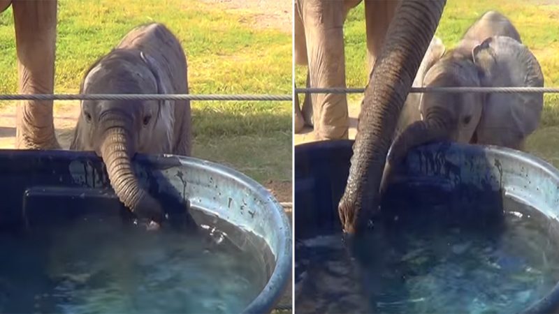 Adorable Moment: Mama Elephant Teaches Baby to Blow Bubbles