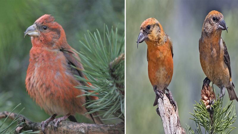 Crossbill: The Fascinating Bird with a Unique Beak Adaptation