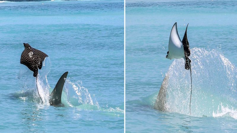 Incredible Showdown: Surfer Captures Eagle Ray’s Daring Escape from Hammerhead Shark