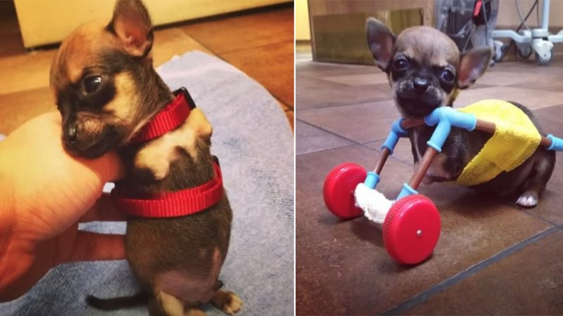 The poor little dog is unlucky enough to lose his front legs at birth but has an extraordinary will to live with a wheelchair