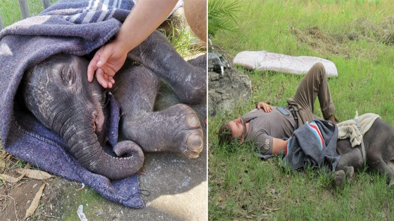 Stunning Progress: Rescued Baby Elephant’s Condition Stabilized, Awaits Permits for Transfer to Care Center