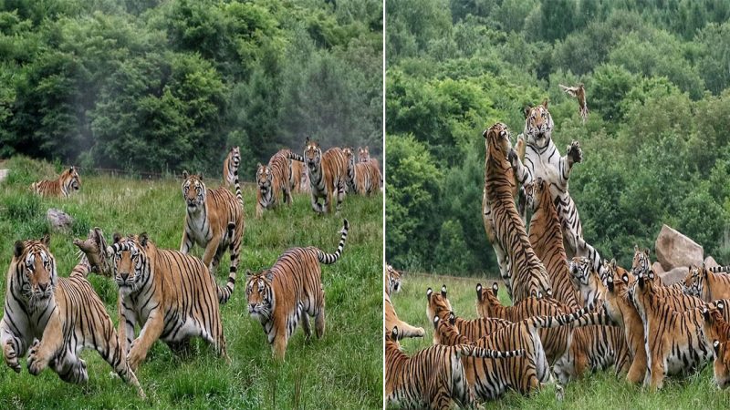 Ferocious Siberian Tigers Engage in Thrilling Hunt for Helpless Bird in China