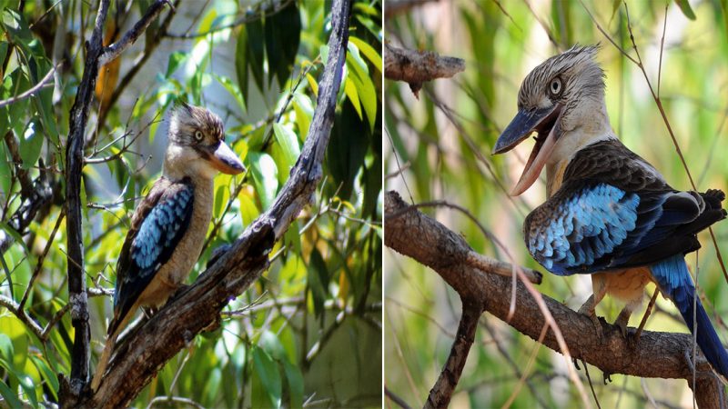 The Majestic Blue-Winged Kookaburra: Australia’s Iconic Bird of Beauty