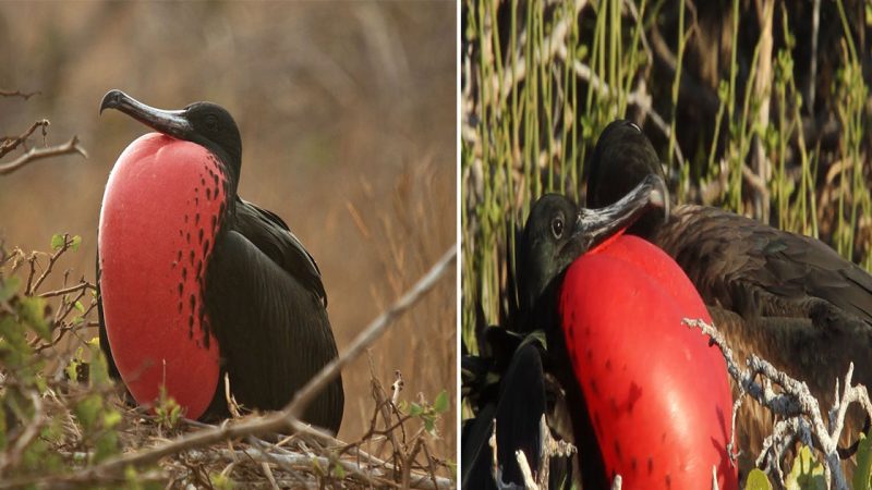 Graceful Skies: The Majestic Frigate Bird