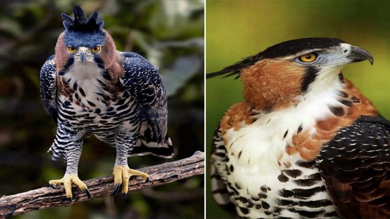 The Ornate Hawk-Eagle: A Majestic Raptor of the Skies