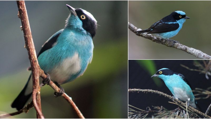 The Enchanting Elegance of the Black-faced Dacnis: A Mesmerizing Avian Beauty