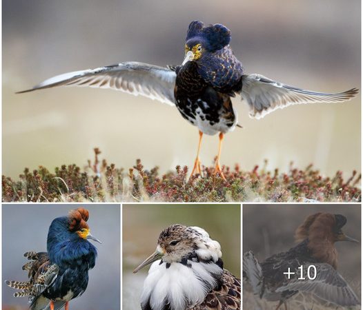 The Ruff: A Marvel of Mating Displays and Avian Diversity