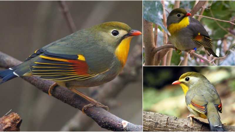 A Delightful Encounter: The Red-Billed Leiothrix – Tiny, Chubby, and Bursting with Colors