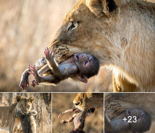 Heart-Wrenching Encounter: Lioness Captures Baby Baboon in Kruger National Park