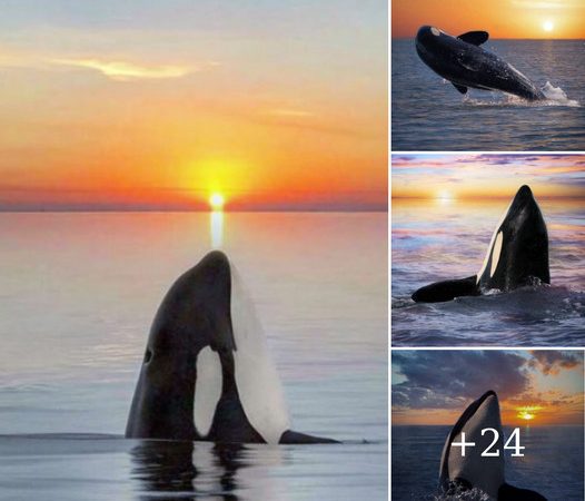 Captivating Sunset Encounter: Killer Whales Bask in the Magic of Twilight