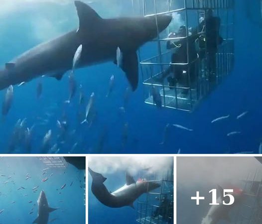 Tragic Confrontation: Great White Shark Lured to Its Death in Mexican Cage Diving Incident