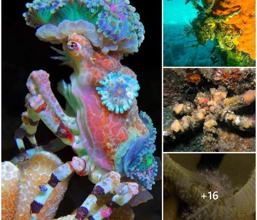 The Fascinating World of Decorator Crabs: Masters of Camouflage