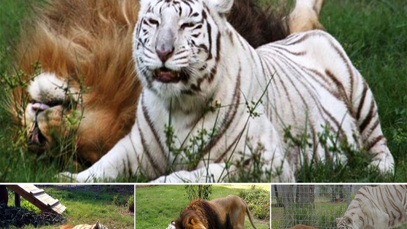 The Unconventional Love Story of Cmern the Lion and Zbu the White Tiger