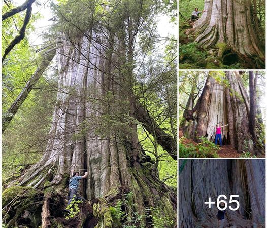 Ancient Giant: Canada’s Oldest and Widest Tree Discovered in British Columbia