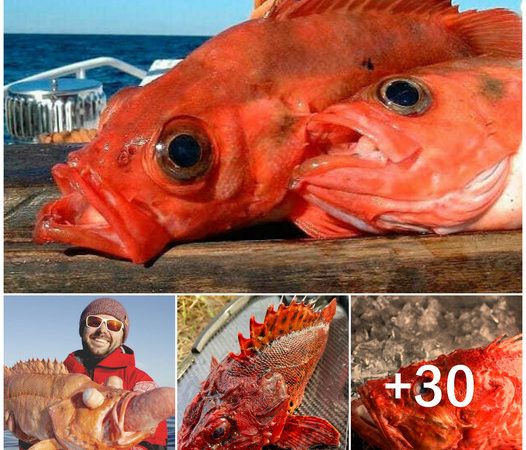 Man Stumbles Upon Astonishing Alien-Like Crimson Fish, Leaving Everyone Stunned