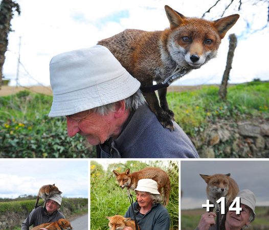 Grandpa and Foxes: A Real-Life Fairy Tale Unfolds in County Kilkenny, Ireland!