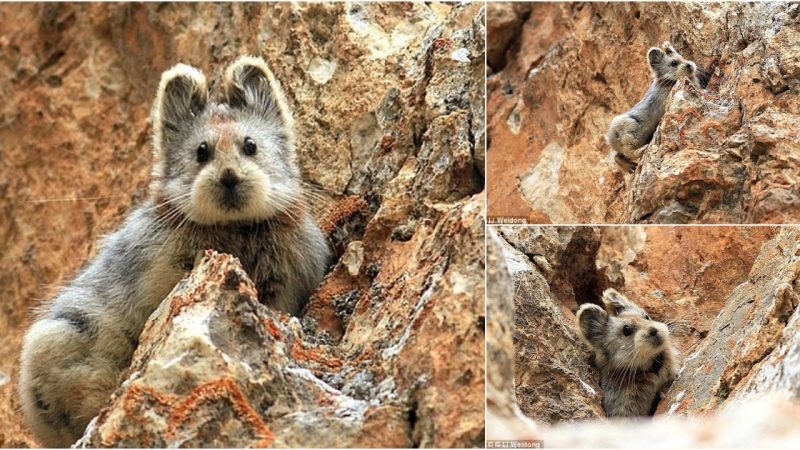 The Price of Fame: Incredibly Rare – and Cute – Chinese Pika Facing Extinction Due to Captivity Demand