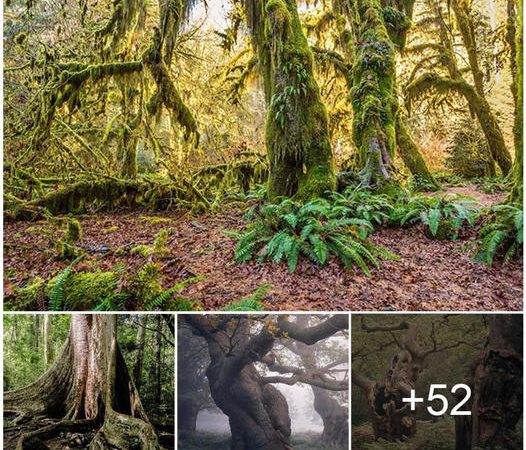 Archaeologists Uncover a Forest from 4 Million Years Ago That Boasted the World’s Tallest Trees