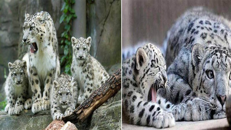 Snow Leopard Family: Warm Winter