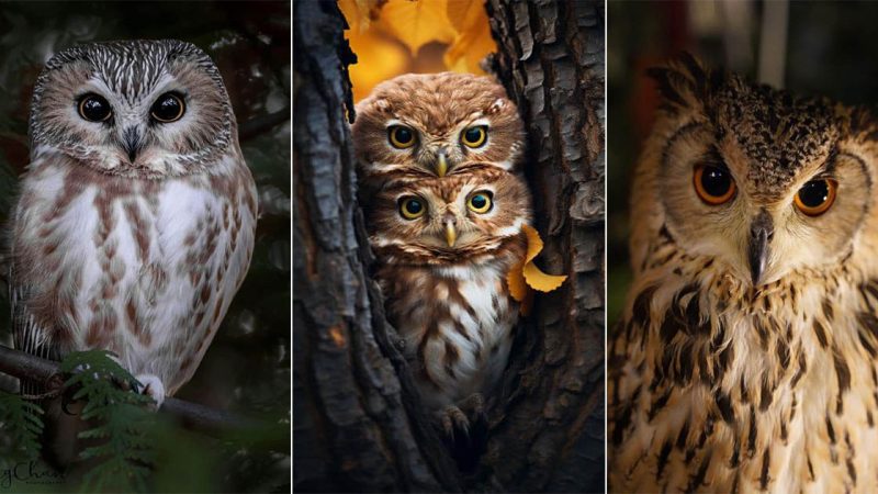 Owls: Nighttime Custodians of the Silent Sky