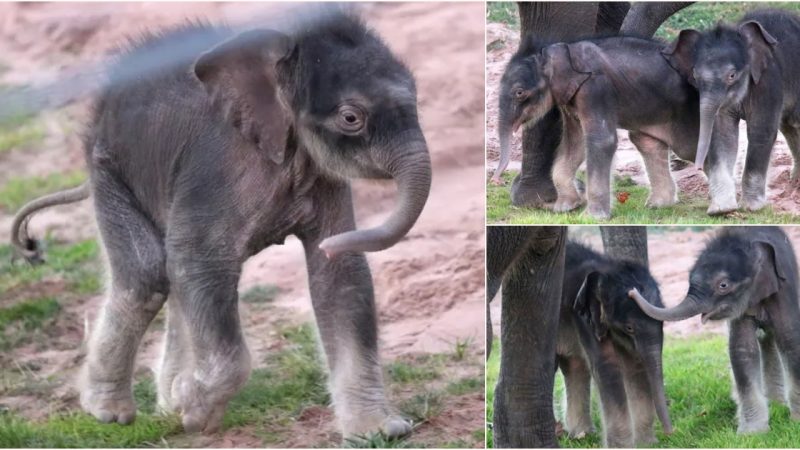 Double Delight: The Rare Birth of Twin Elephants Brings Joy to Rosamond Gifford Zoo ‎