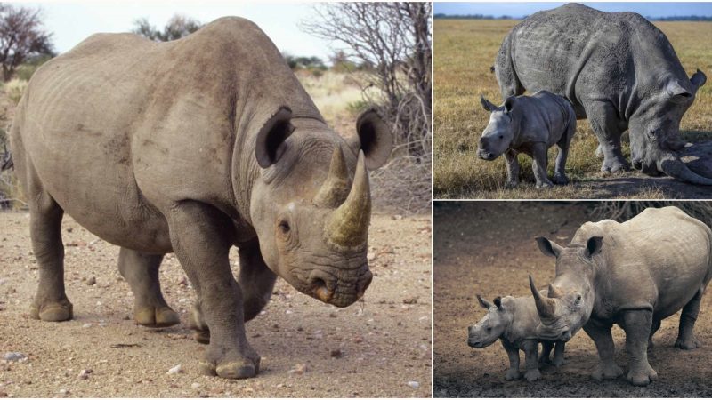 Rhinoceros: Guardians of the Wild