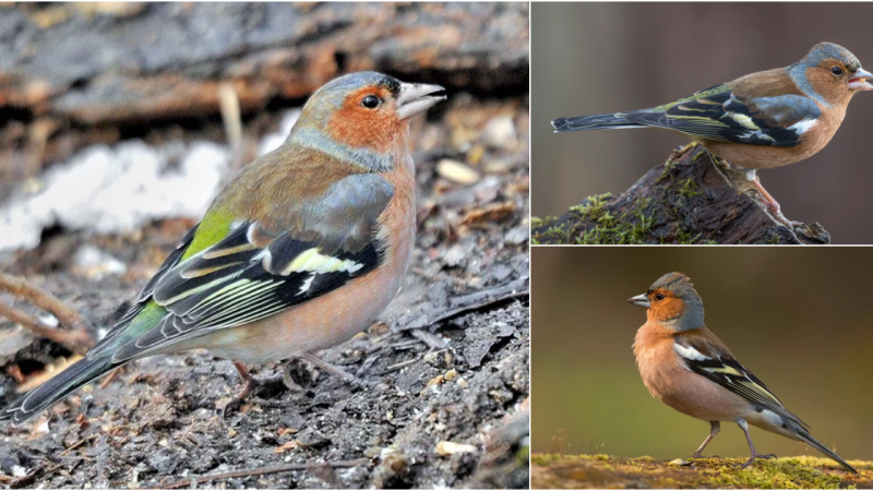 Revealing the Splendor of the Chaffinch: Delving into the Allure of this Fascinating Songster