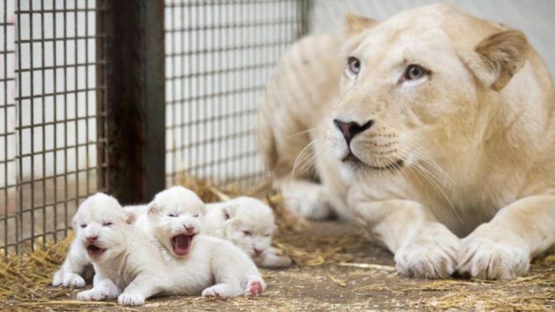 Meet Three Adorable 6-Day-Old Lion Cubs at Serengeti Park, Germany: Too Small and Cute  (Video)