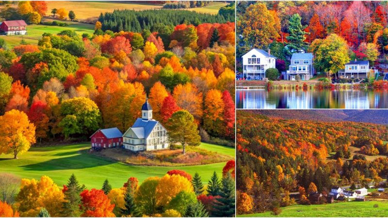 Vibrant Autumn Leaves in the Panoramic New England Forest 🧡